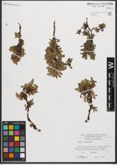 Foto von Salix reticulata L.